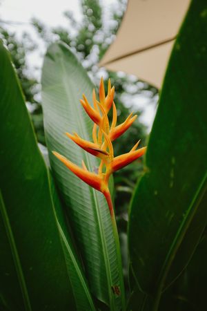 Orange bird-of-paradise flower among broad green leaves in a tropical garden