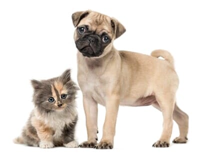 Cute Pug and Cat — Pets in Franklin, TN