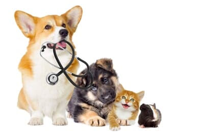 Dog Biting A Stethoscope — Pets in Franklin, TN