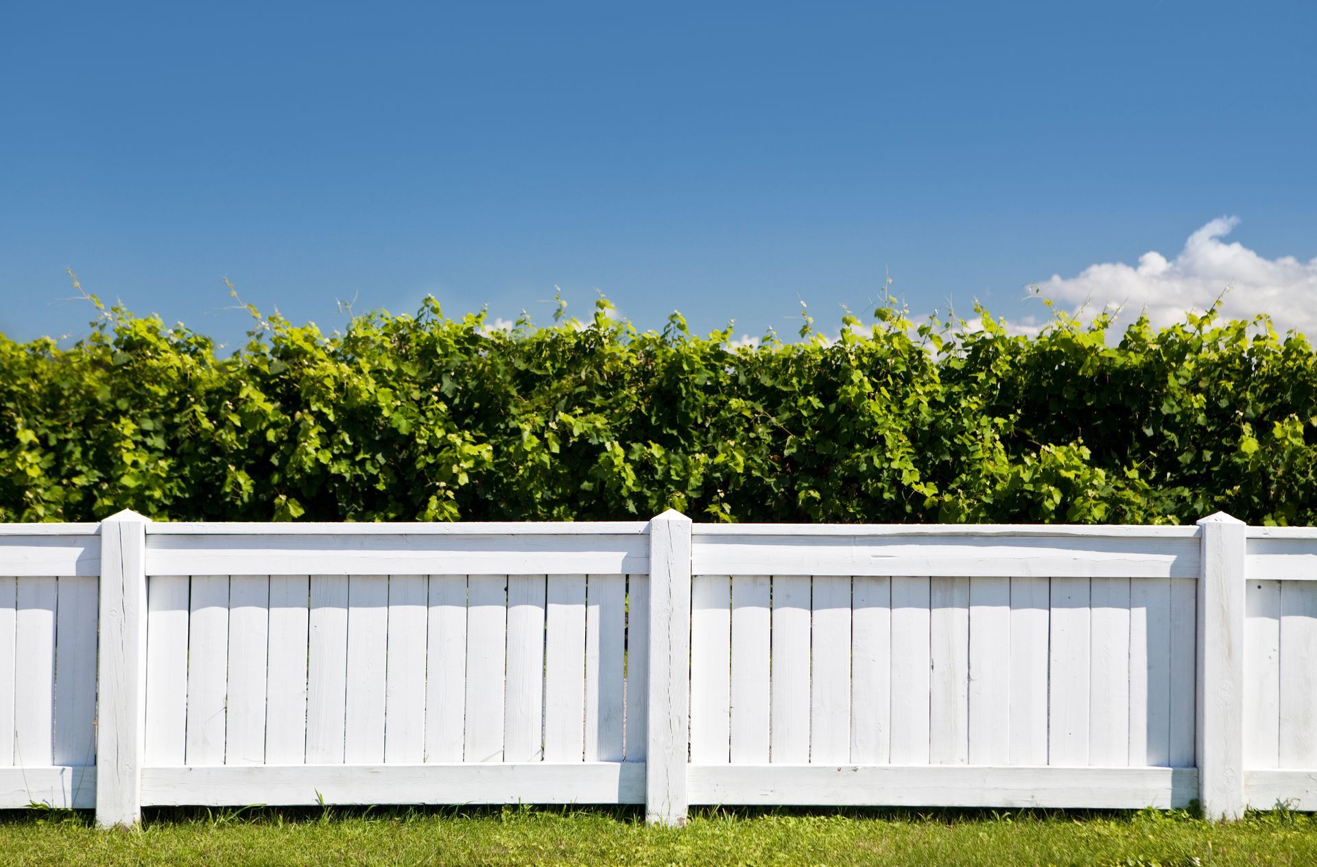 A white wooden fence with a hedge in the background.