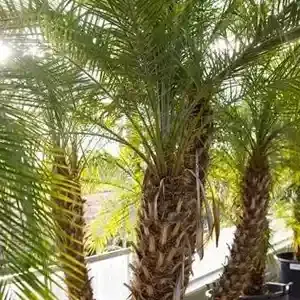 Rosehill Palms Pygmy date palm