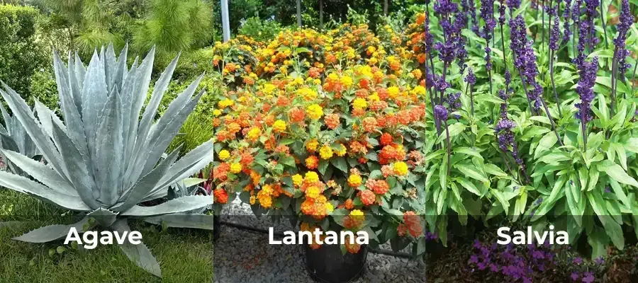 Agave, Lantana, and Salvia plants in a garden setting, showcasing diverse foliage and colors.