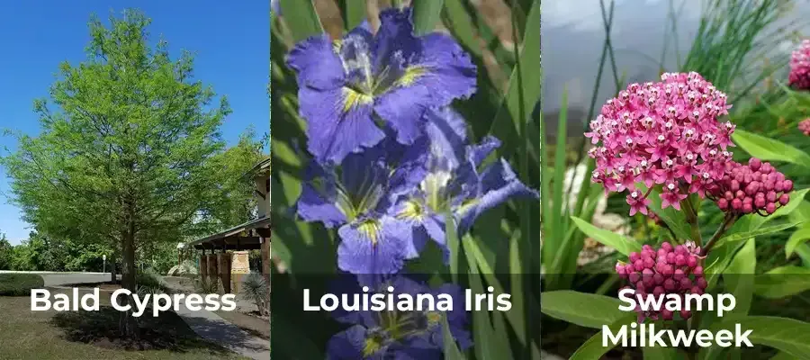 Bald cypress tree, blue Louisiana iris, and swamp milkweed flowers.