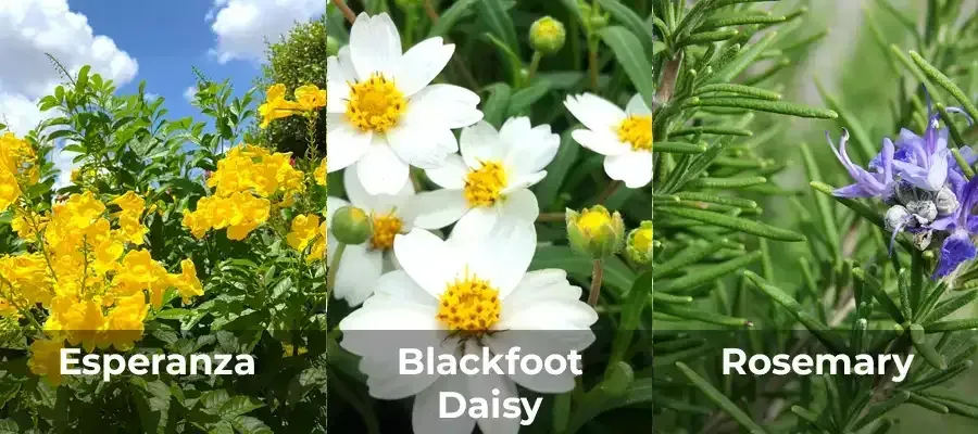 Yellow Esperanza flowers, white Blackfoot Daisy flowers, and Rosemary.
