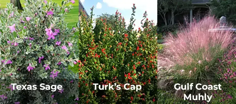 Three plants: Texas Sage with purple flowers, Turk's Cap with red flowers, and Gulf Coast Muhly with pink plumes.