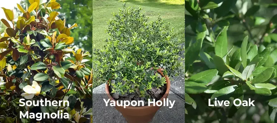 Three plants: Southern Magnolia with white flower, Yaupon Holly in pot, Live Oak leaves.