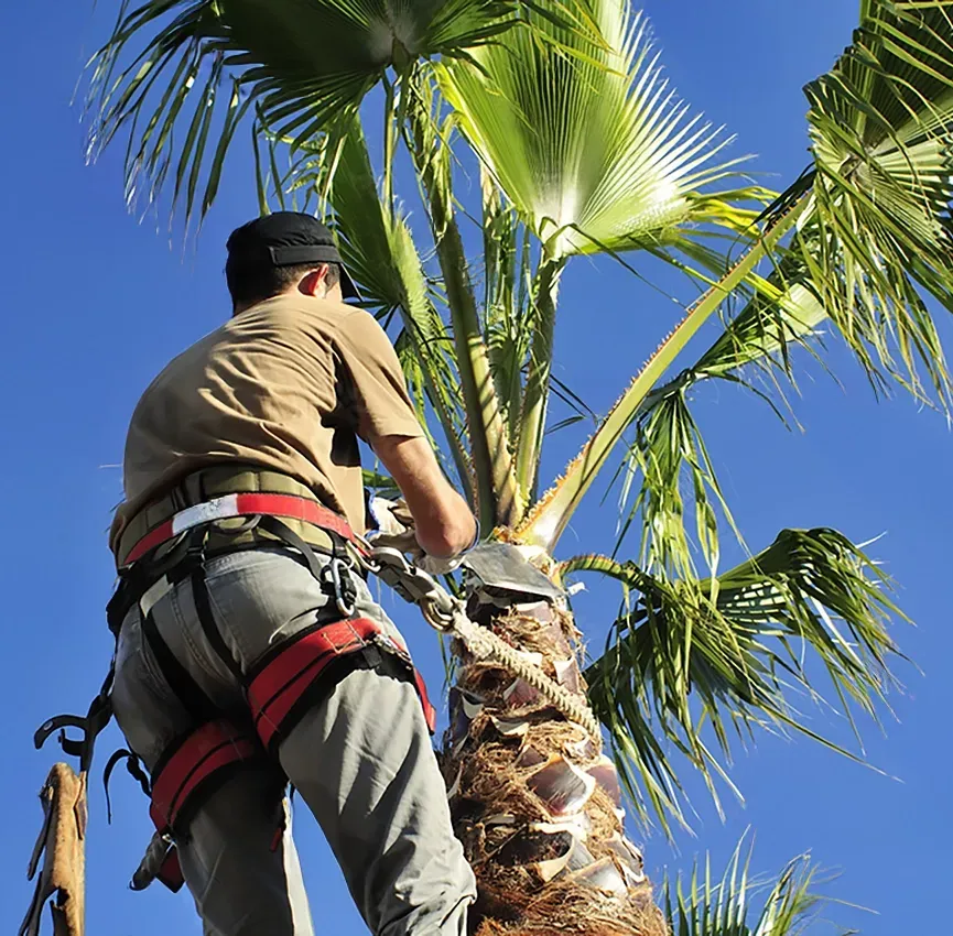 Man in safety harness pruning a palm tree with a chainsaw, against a blue sky.