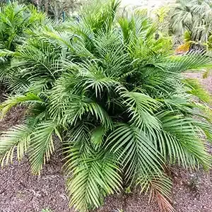 Dwarf Palm Trees: Perfect Types for Small Spaces