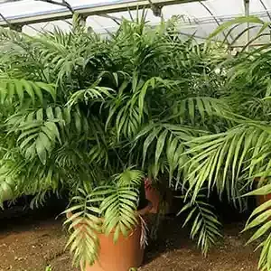 Rosehill Palms Parlor Palm
