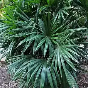 Rosehill Palms Lady Palm