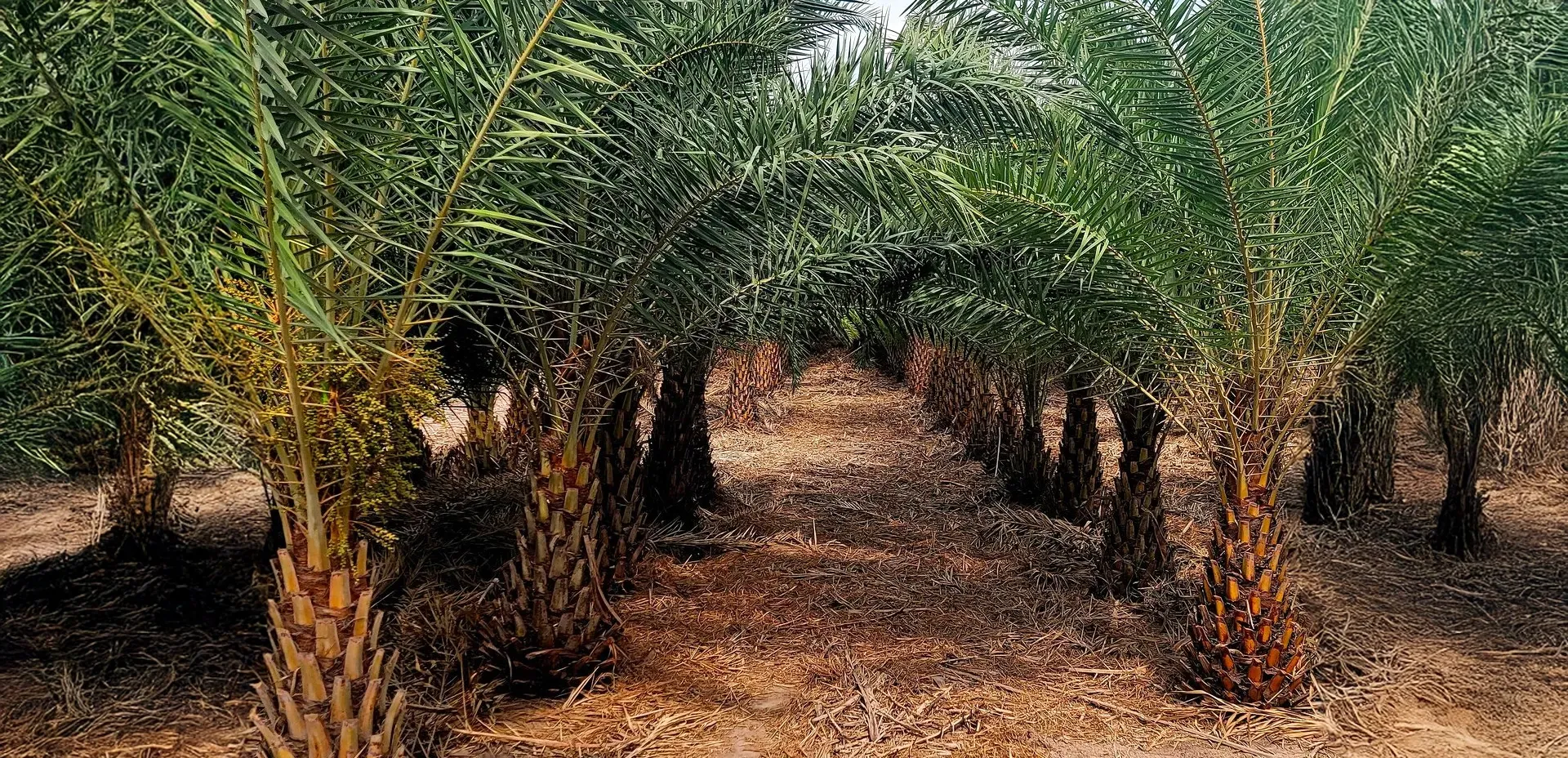 Phoenix Sylvestris: The Complete Guide to the Silver Date Palm post image