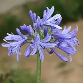 Blue Agapanthus flower head on a green stem, with multiple blooms open and closed.