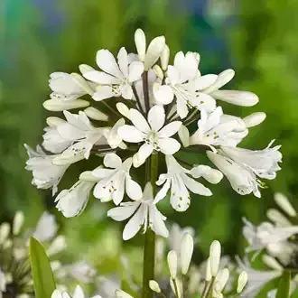 White Agapanthus flower cluster with trumpet-shaped blooms. Green stalk and blurred background.
