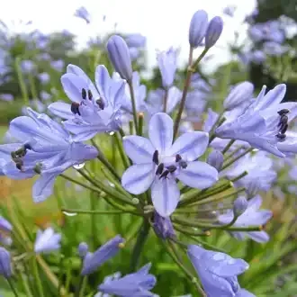 Blue agapanthus flowers blooming with buds, in a garden setting.