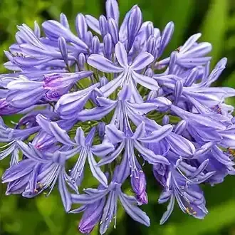 Cluster of blue and white striped agapanthus flowers.