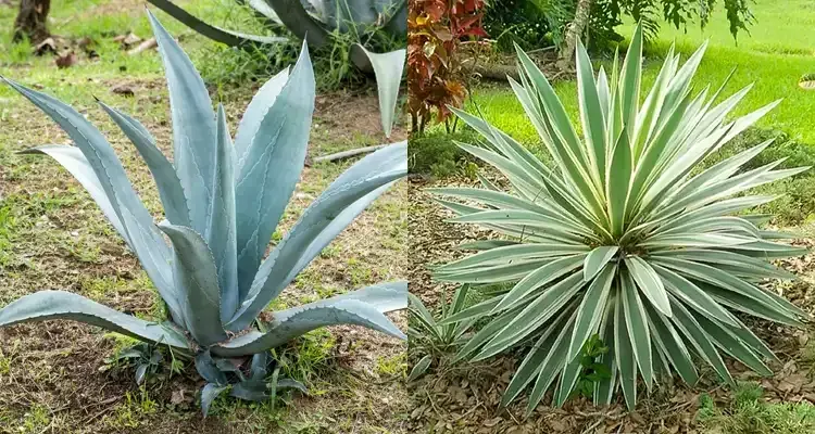 Rosehill Palms - How to Pick Plants for a Modern Landscape - Agave and Yucca