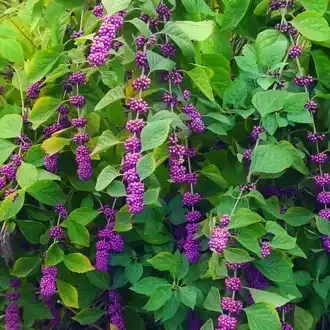 Rosehill Palms - The Best Native Plants for Houston Landscaping
 - American Beautyberry