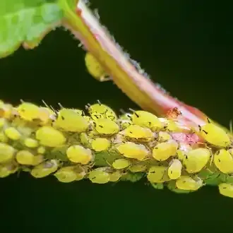 Rosehill Palms - How to Grow and Care for Yucca Plants - Aphids