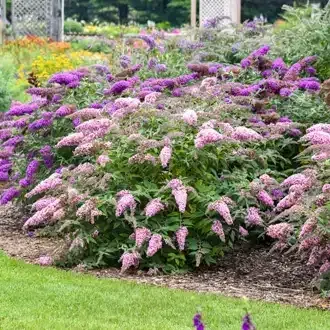 A flowering butterfly bush with clusters of purple and pink flowers, in a garden.