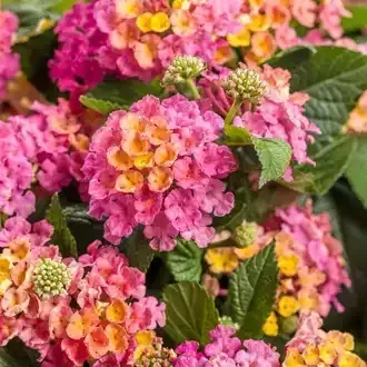 Clusters of pink, orange, and yellow lantana flowers with green leaves.