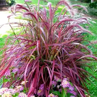Red fountain grass with feathery plumes and purple-pink foliage
