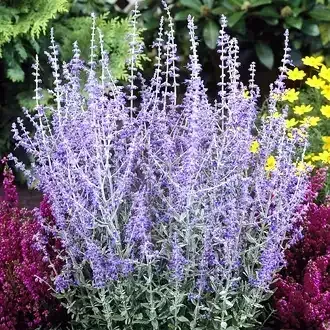 Bush of lavender-purple Russian sage flowers with silver-green foliage.