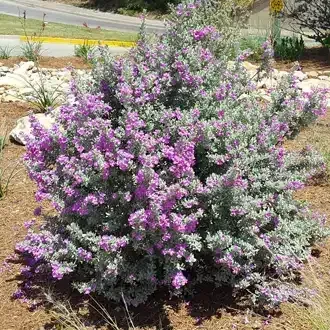 Purple-flowered Texas sage shrub with silvery leaves in a garden setting.