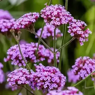 Purple Verbena flowers in full bloom, clustered on green stems, against a blurred green background.