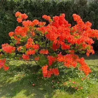 Rosehill Palms - Create Timeless, Traditional Landscaping with Classic Plants - Azaleas