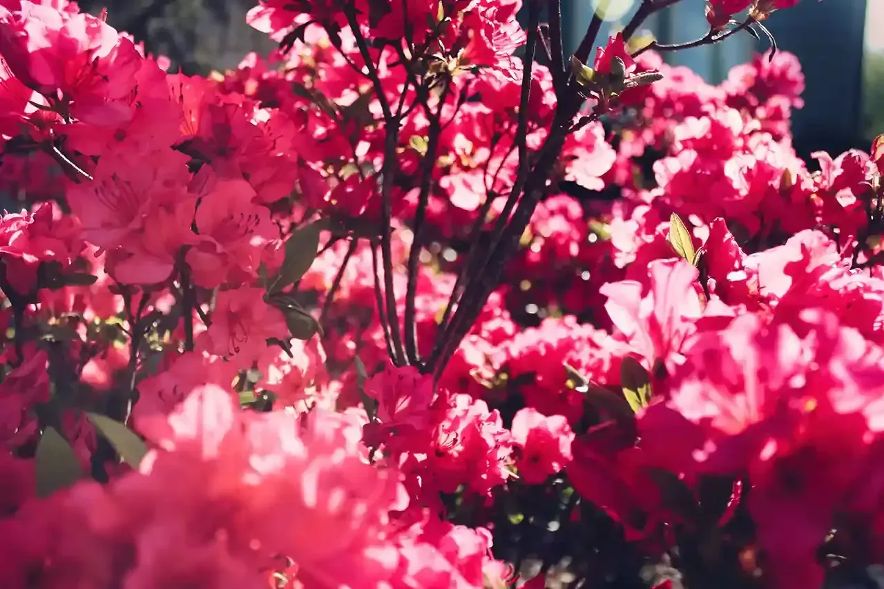 Bright pink azalea blooms in a sunny outdoor setting.