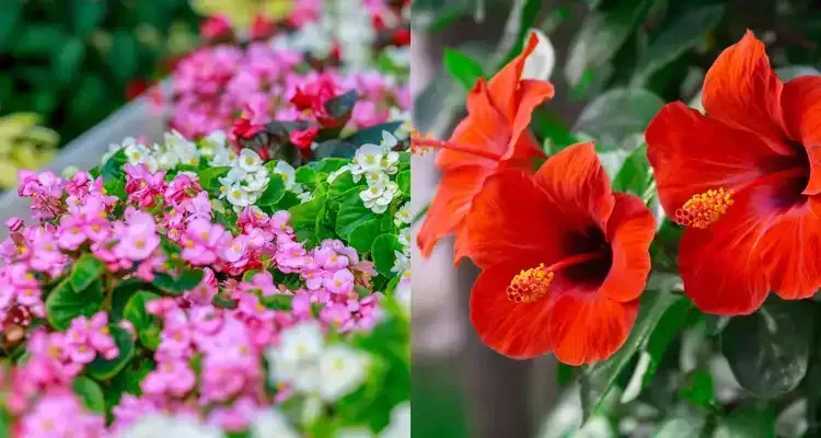 Rosehill Palms plant pairings - Begonias and Hibiscus