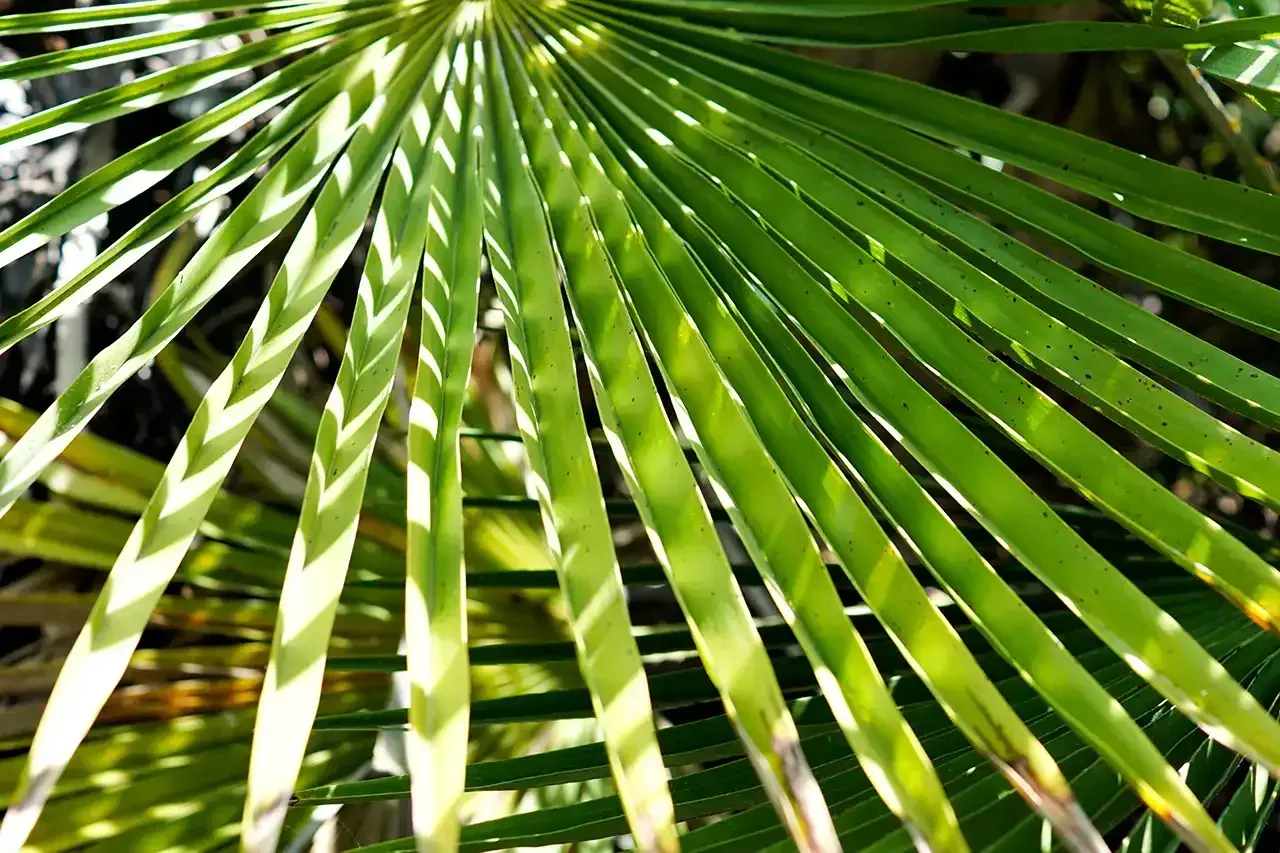 Learn About Cold-Hardy Palm Tree post image