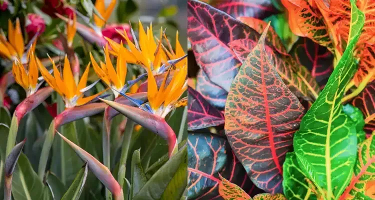 Rosehill Palms - How to Pick Plants for a Modern Landscape - Bird of Paradise and Croton