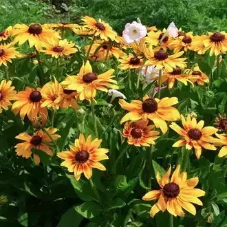 Rosehill Palms - The Best Native Plants for Houston Landscaping
 - Black-Eyed Susan