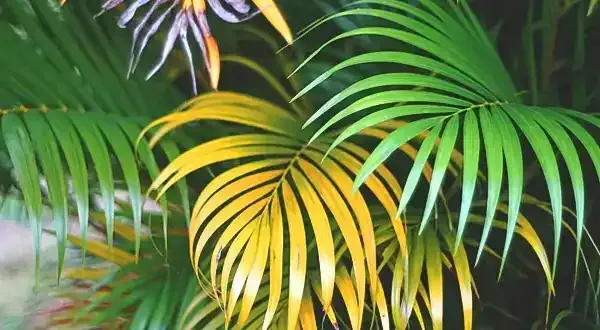 Green and yellow palm fronds, close-up. Some leaves are yellowing, indicating possible stress.