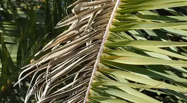 Palm frond with healthy green leaves transitioning to brown, dried leaves.