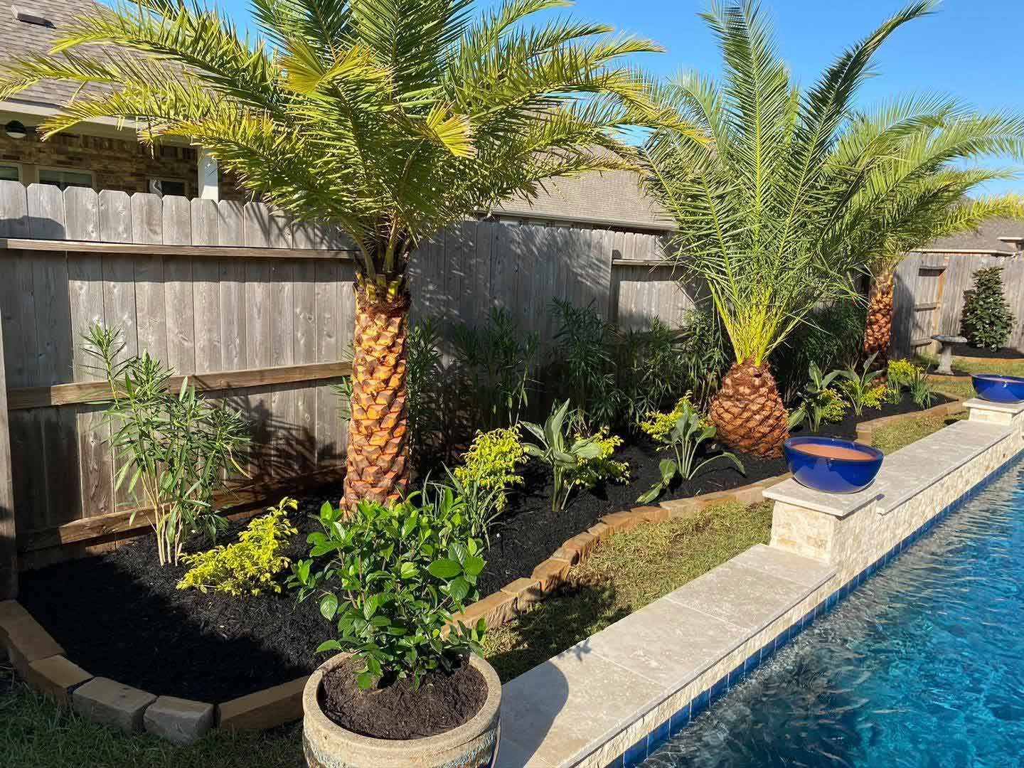 Why are Palm Trees a Popular Option for Texas Homeowners? post blog image