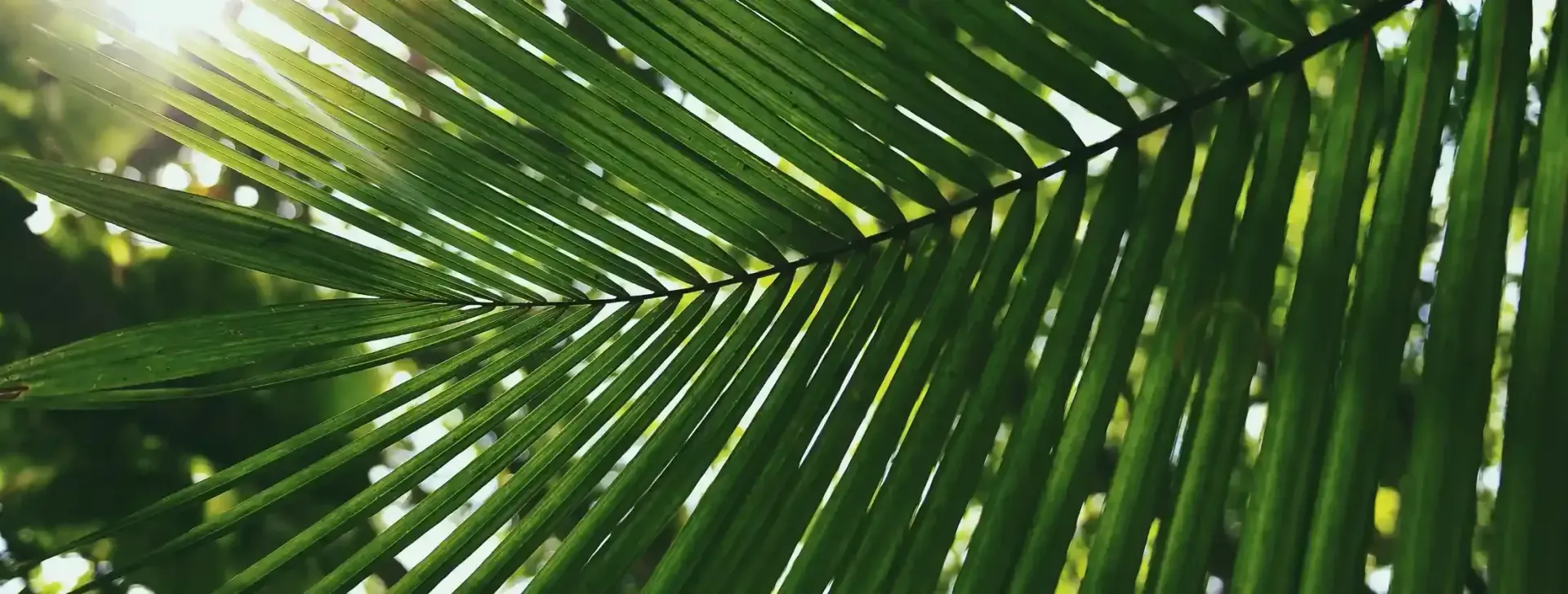 Guide to Palm Tree Maintenance Before Summer in Houston post 