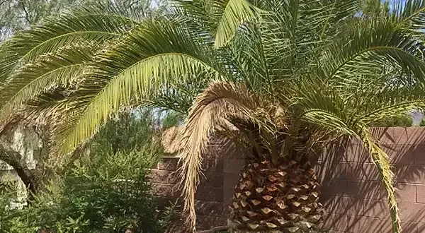 Palm tree with green fronds and a brown trunk.