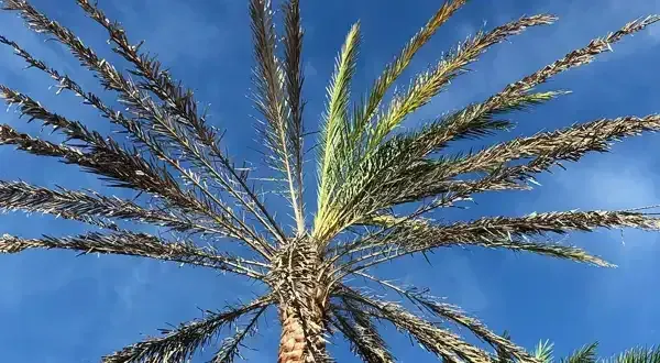 Palm tree with green and brown fronds against a blue sky.