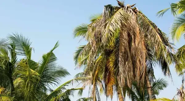 Palm trees, some with green fronds, others with brown, against a blue sky.