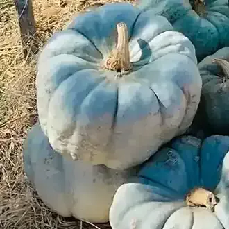 Blue-gray pumpkins with ribbed sides and stems, piled together outdoors on straw.