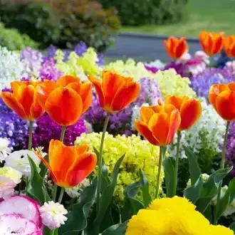 Orange tulips in bloom surrounded by colorful flowers in a garden.