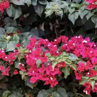 Bright pink bougainvillea flowers with white accents bloom among green leaves.