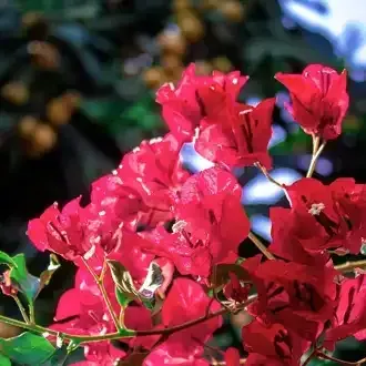 Red bougainvillea flowers blooming on a vine, with blurred foliage in the background.
