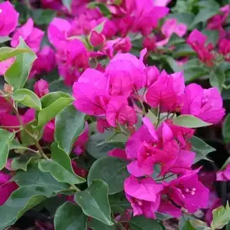 Bright pink bougainvillea flowers with green leaves.