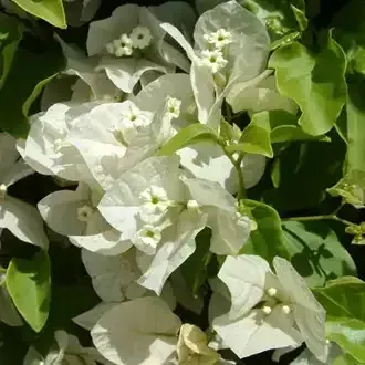 White bougainvillea flowers with green leaves.