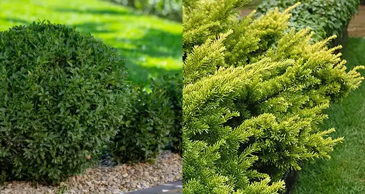 Rosehill Palms - How to Pick Plants for a Modern Landscape - Boxwood and Japanese Yew