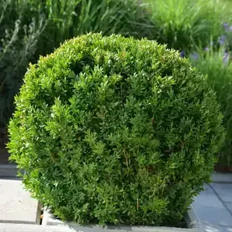 Rosehill Palms - Create Timeless, Traditional Landscaping with Classic Plants - Boxwoods