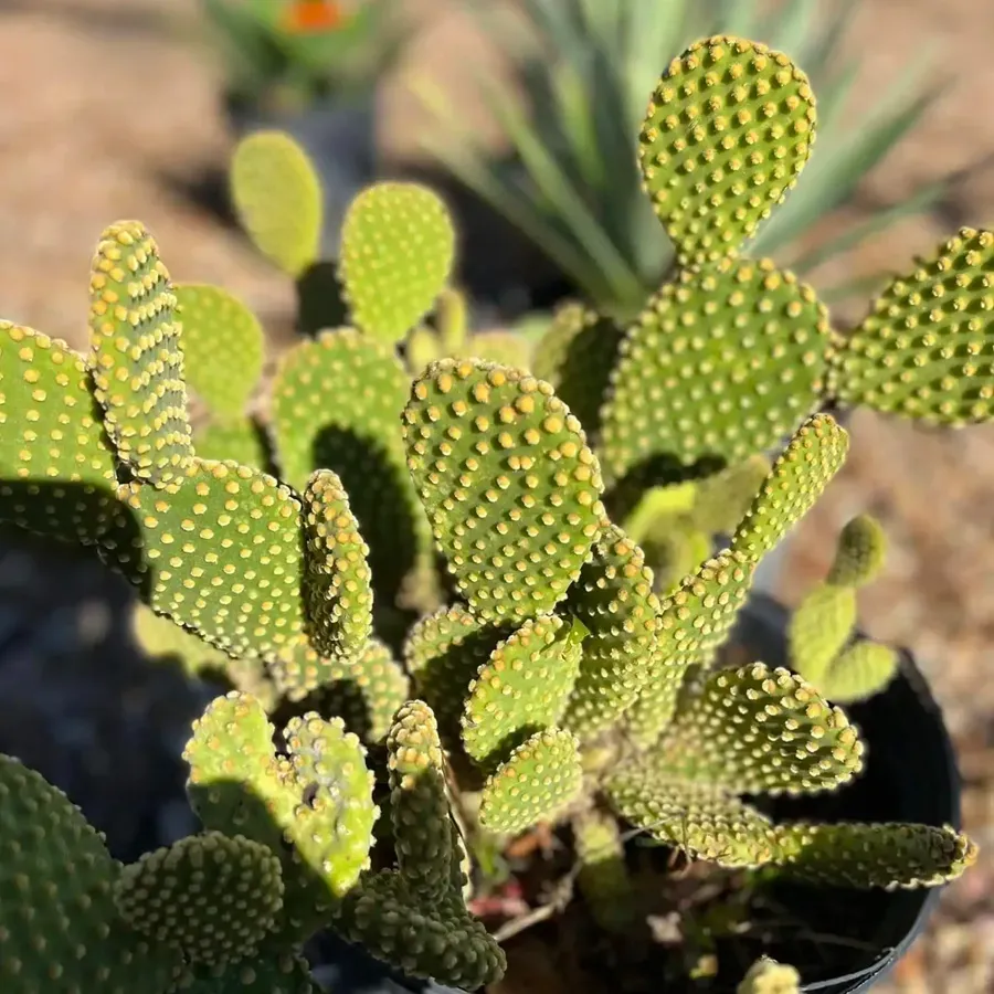 Bunny ear cactus with green pads, yellow dots, in a black pot.